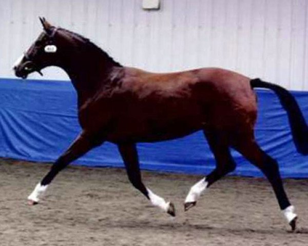 broodmare Schwalbenfreude (Trakehner, 2005, from Freudenfest)