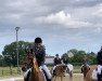 dressage horse Karita G (Dutch Pony m.arab.Blutant., 2016, from Orchard Red Prince)