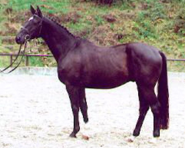 horse Sankt Moritz (Trakehner, 1999, from Alter Fritz)