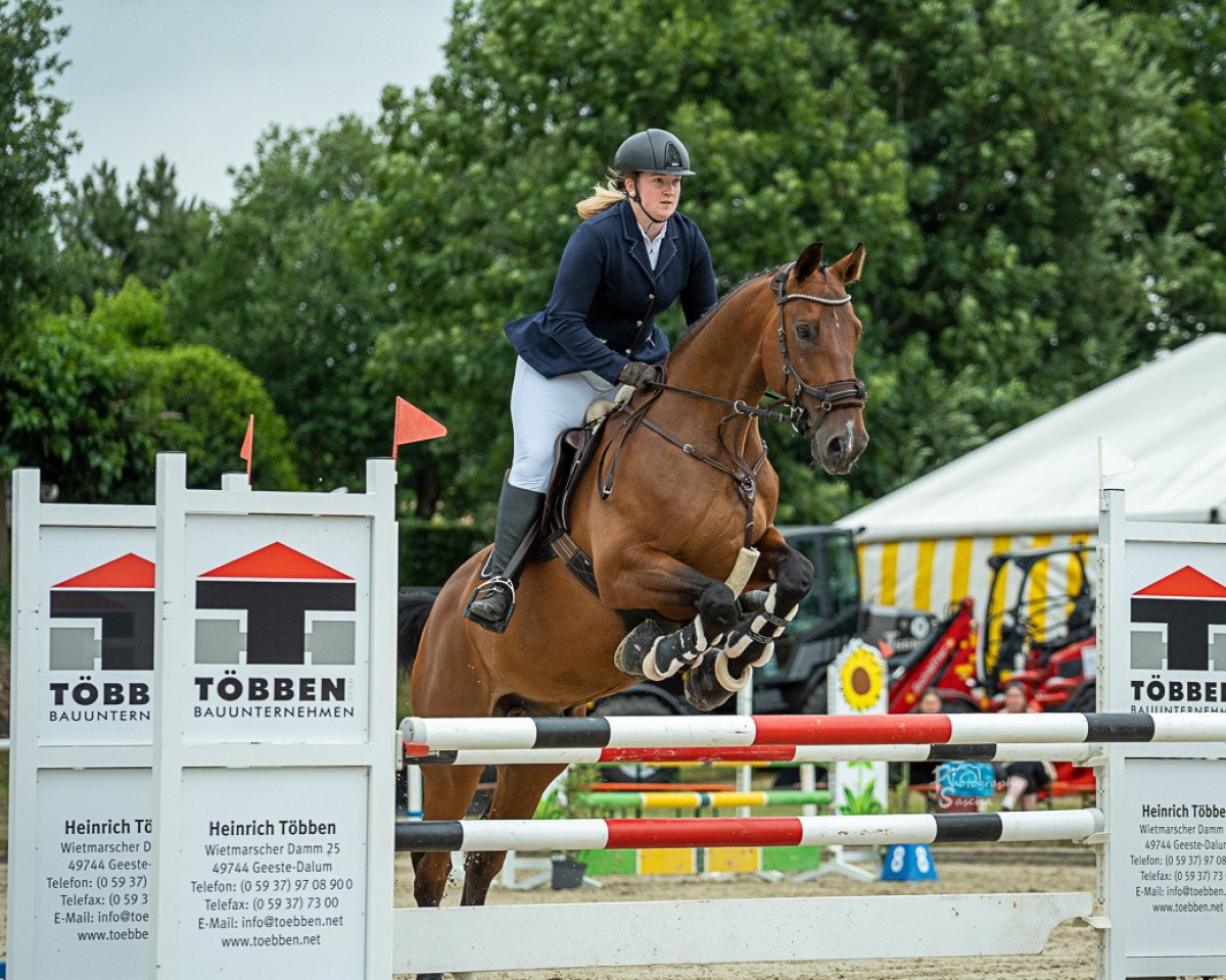 jumper Carl L (Hanoverian, 2011, from VDL Cardento 933)