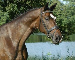 dressage horse Stauffenberg 8 (Trakehner, 1997, from Manrico)