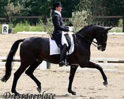 stallion Dark Diamant (Trakehner, 1995, from Davignon I)