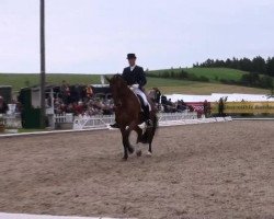 dressage horse Calinus (Holsteiner, 2000, from Calido I)