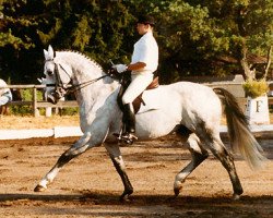 horse Schlobitten (Trakehner, 1984, from Falke)