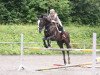 jumper Ernie 64 (Hanoverian, 2006, from Escudo I)