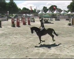 jumper Mac Fly 7 (Hanoverian, 2001, from Metternich)