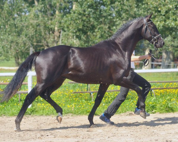 jumper Sergeant Major (Trakehner, 2009, from Exclusiv)