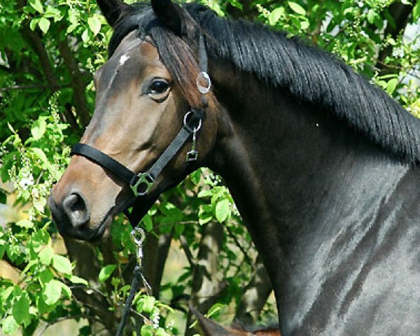 dressage horse Sacre du Printemps (Trakehner, 2004, from Freudenfest)