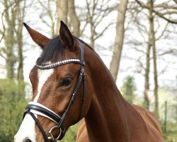 dressage horse Balayage SH (Westfale, 2018, from Callaho's Benicio)