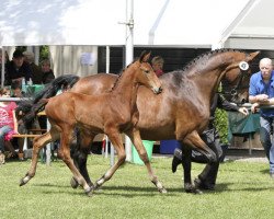 dressage horse Victoria (Westphalian, 2012, from Vitalis)