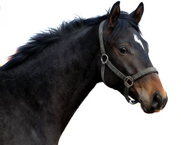 dressage horse Shelford (Trakehner, 2005, from Summertime)