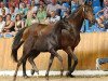 dressage horse Total Ideal (Oldenburg, 2011, from Totilas)