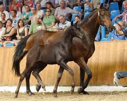 dressage horse Total Ideal (Oldenburg, 2011, from Totilas)