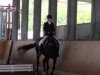 dressage horse Dusambe (Hanoverian, 2000, from Dream of Glory)