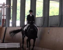 dressage horse Dusambe (Hanoverian, 2000, from Dream of Glory)