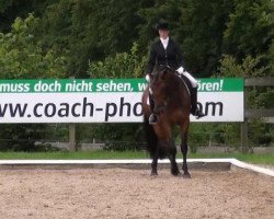 dressage horse Digby (Oldenburg, 2007, from Dimaggio)