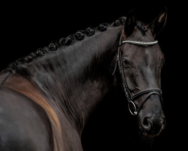 dressage horse Jonte van de Veen (Oldenburg, 2014, from Glock's Johnson Tn)