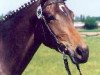 broodmare Schwalbenherz (Trakehner, 1995, from Sir Shostakovich xx)