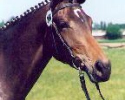 broodmare Schwalbenherz (Trakehner, 1995, from Sir Shostakovich xx)