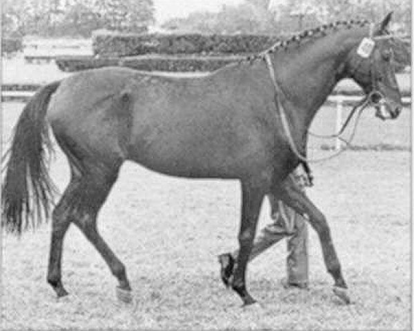 stallion Pasteur xx (Thoroughbred, 1963, from Bürgermeister xx)