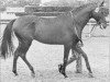 stallion Pasteur xx (Thoroughbred, 1963, from Bürgermeister xx)