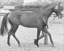 stallion Pasteur xx (Thoroughbred, 1963, from Bürgermeister xx)