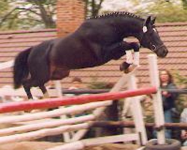 stallion Enrico Caruso (Trakehner, 1978, from Mahagoni)