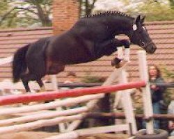 stallion Enrico Caruso (Trakehner, 1978, from Mahagoni)