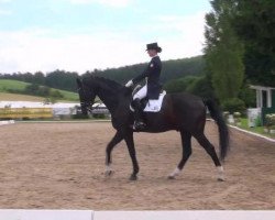 dressage horse Riverdance 11 (Hanoverian, 1997, from Ravallo 115 FIN)