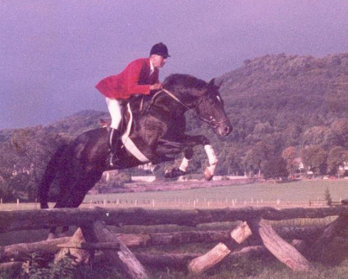 stallion Enrico Caruso (Trakehner, 1978, from Mahagoni)