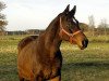 Zuchtstute Schamar (Trakehner, 1987, von Enrico Caruso)