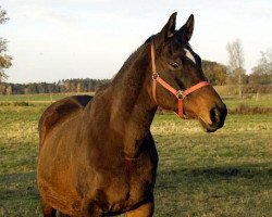 Zuchtstute Schamar (Trakehner, 1987, von Enrico Caruso)