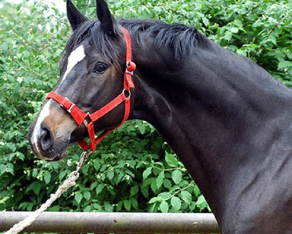 horse Starlet (Trakehner, 2000, from Alter Fritz)