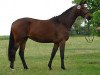 broodmare Sacre de l'Est (Trakehner, 2006, from Freudenfest)