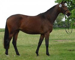 Zuchtstute Sacre de l'Est (Trakehner, 2006, von Freudenfest)