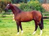 stallion Manhattan (Trakehner, 1998, from Saint Cloud)