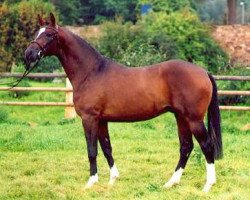 Deckhengst Manhattan (Trakehner, 1998, von Saint Cloud)