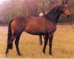 Zuchtstute Sacre Coeur (Trakehner, 1988, von Upan la Jarthe AA)