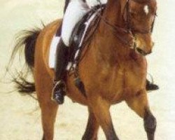 horse Esprit 215 (Trakehner, 1990, from Schwadroneur)