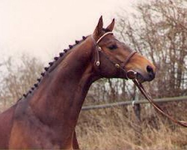 stallion Schwadroneur (Trakehner, 1983, from Arogno)