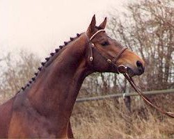 Deckhengst Schwadroneur (Trakehner, 1983, von Arogno)