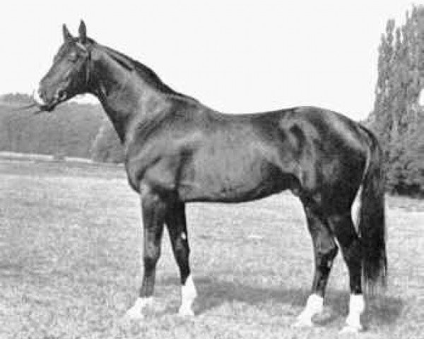 stallion Santiago (Trakehner, 1978, from Wie Ibikus)