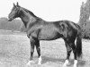 stallion Santiago (Trakehner, 1978, from Wie Ibikus)