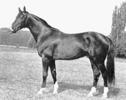 stallion Santiago (Trakehner, 1978, from Wie Ibikus)