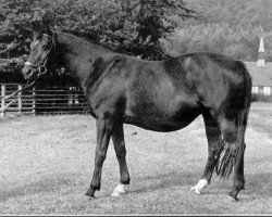 broodmare Schwarze Schwalbe (Trakehner, 1963, from Traumgeist xx)