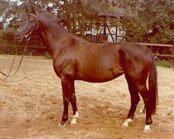 broodmare Schwalbenlied (Trakehner, 1968, from Impuls)