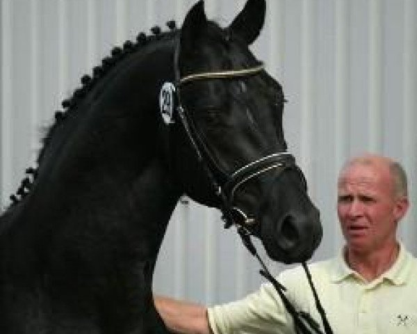 stallion Honeymoon (Hanoverian, 2007, from His Highness)