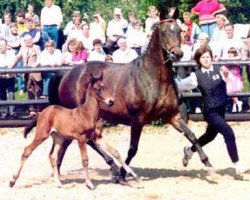 Zuchtstute Schwalbenburg (Trakehner, 1975, von Ibikus)