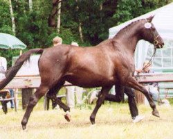 Zuchtstute Schwalbenlust (Trakehner, 1986, von Enrico Caruso)