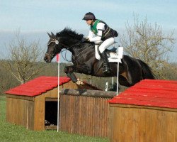 stallion Songline (Trakehner, 2004, from Summertime)